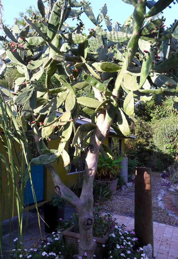 opuntia-cochenillifera-cactus